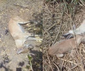 Perros muertos en la finca