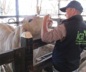 Con los controles buscan aumentar las exportaciones de bovinos y carne en canal a diferentes partes del mundo.