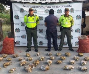 Policía Metropolitana El sujeto pretendía comercializar las hicoteas en Barranquilla