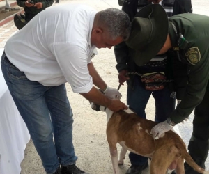 Jornada de vacunación de caninos en Fundación.