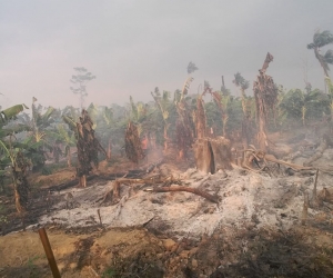 Fue controlado incendio en el Parque Nacional Los Katíos