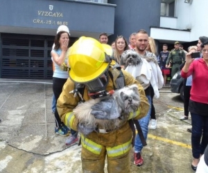 Los bomberos salvaron a los animales