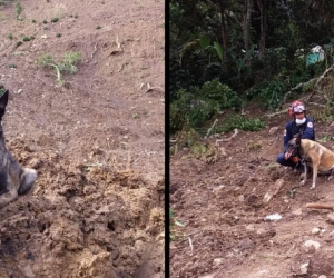 Los perros hacen parte fundamental del cuerpo de bomberos de ese departamento