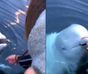 Ballena beluga recupera celular en Noruega