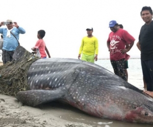 Encuentran tiburón ballena muerto en La Guajira