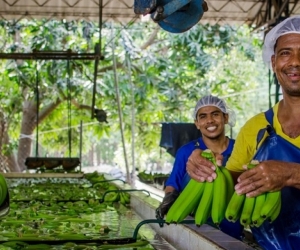 En el Magdalena y La Guajira se generan 15.000 empleos directos y 35.000 indirectos en el sector bananero.