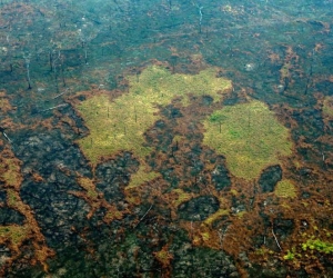 Incendio en el Amazonas