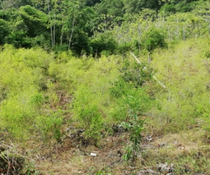 Zona erradicada en la vereda Miramar.