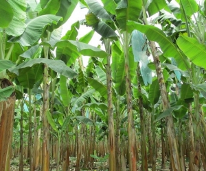 El banano ocupa el tercer renglón de las exportaciones del sector agrario en Colombia.