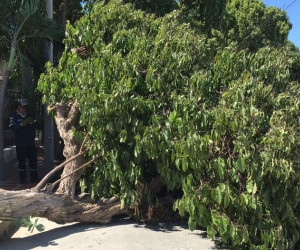 Uno de los árboles que ha caído en Santa Marta.