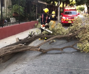 Las brisas que se presentan por estos días han causado la caída de más de una decena de árboles.