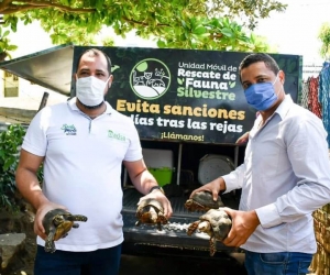 Recuperación de tortugas. 