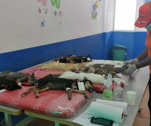 Esterilización felina y canina.