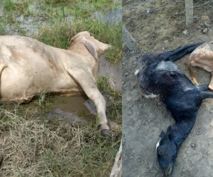 Animales ahogados en El Retén.