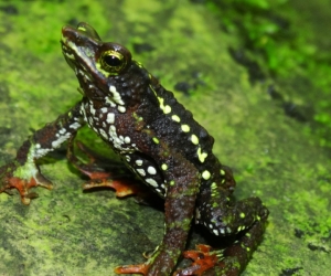  Unimagdalena enfoca investigación en salvaguardar la especie de la Rana Arlequín.