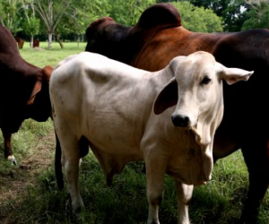 Campaña sanitaria realizada por Fedegán-FNG e ICA, ha vacunado contra la fiebre aftosa el 50,4 % del hato bovino del país.