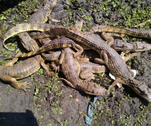 Rescate de babillas en Santa Bárbara de Pinto