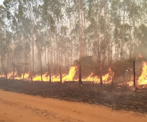 El Magdalena se ha visto afectado fuertemente por los distintos incendios forestales que se han registrado 