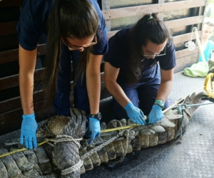 Atención del caimán en el zoológico.