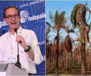 Los palmicultores podrán utilizar esta línea de crédito para la adecuación de la plantación, obras de infraestructura, compra de maquinaria y equipo, eliminación y renovación de plantaciones afectadas por PC y ML.