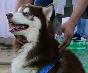 Las mascotas podrán salir de sus casas una vez al día para hacer sus necesidades.