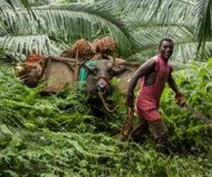 Pueden donar todas las personas naturales y jurídicas que deseen unirse a esta iniciativa y así mismo los cultivadores y productores de aceite de palma y sus empleados.