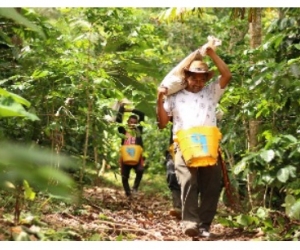 El trabajo de estos campesinos, ahora productores de café, dio como resultado un gran logro para la asociación, la firma de un contrato con la Federación Nacional de Cafeteros para exportar 105.000 kilogramos de café orgánico.