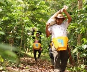 La firma de comercialización de Agrosec con la Federación Nacional de Cafeteros para la venta de café orgánico ‘Fruto de la Restitución’ fue uno de los puntos importantes en los últimos dos años en el departamento. 