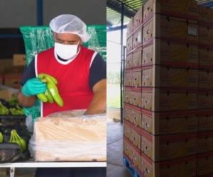 El banano de la región Caribe continúa consolidándose en los mercados internacionales.