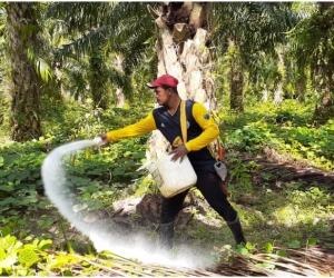 Este año, con el lema 'Tecnología e innovación por una palmicultura colombiana resiliente', 