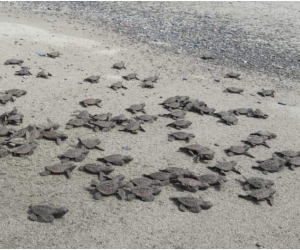 Estas playas son escogidas por las tortugas para arribar y eclosionar debido a sus ecosistemas marinos costeros productivos