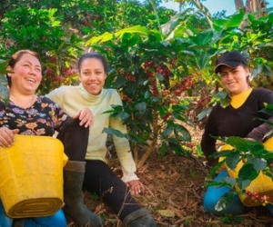 Podrás conocer todo lo relacionado con con el café de la Sierra Nevada