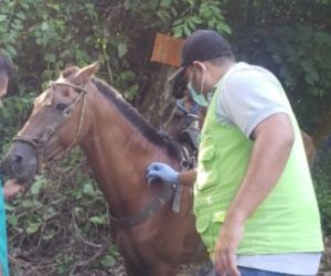 En las veredas Guachaca y Calabazo fueron inmunizados 140 equinos.