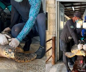 Tortuga rescatada por pescador y atendida por Corpamag.