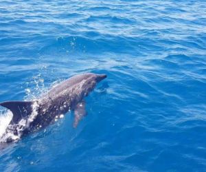 Dos especies de delfines han sido avistadas.