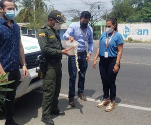 En el operativo decomisaron 80 huevos de iguana en el corregimiento de Tasajeras.