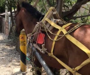 El caballo fue encontrado en Villa Betel.