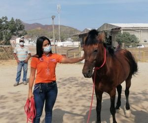 Caballo rescatado en Villa Betel.