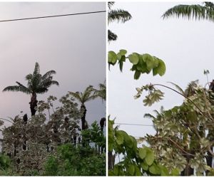 La red se había visto afectada por causa de un vendaval.