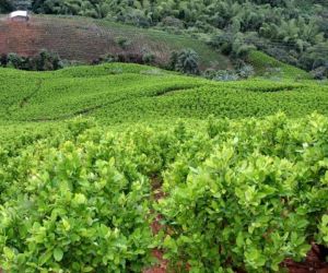 Cultivos de coca en Colombia.