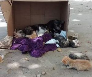 Abandono de animales en Santa Marta.