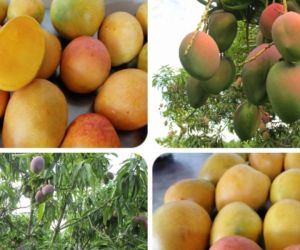 En la actualidad el ICA tiene más de 100 predios autorizados para exportación de mango.