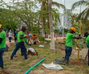 Estas acciones forman parte del componente de sostenibilidad ambiental del Camellón de la Bahía