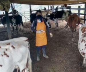 El ICA amplió ciclo de vacunación contra la fiebre aftosa y la brucelosis bovina en algunas partes del país.