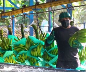 Se busca proteger las plantaciones de banano.