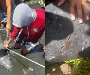 la manatí fue capturada por pescadores en tasajera