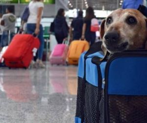 Nuevos requisitos para salida e ingreso de mascotas en Colombia.