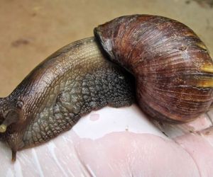 Caracol Africano