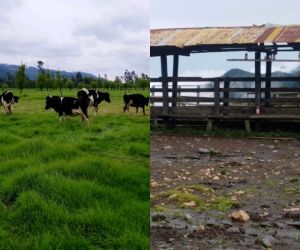 Las propiedades están ubicadas en Boyacá, Cundinamarca y Bogotá.