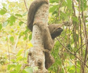 Para la Corporación es prioridad la conservación de la biodiversidad del Magdalena
